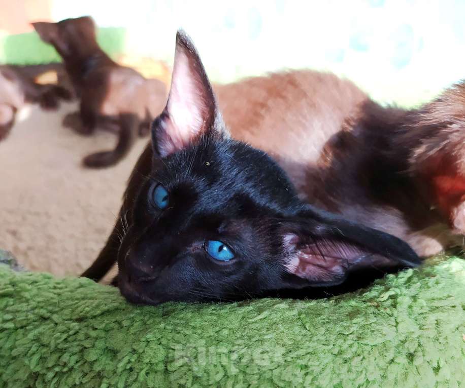 Кошки в Санкт-Петербурге: Ориентальные котята,ушастиеи Мальчик, 35 000 руб. - фото 6