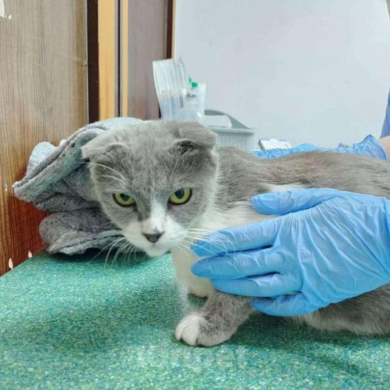 Кошки в Москве: Кошечка Ева грустит в клеточке Девочка, Бесплатно - фото 5