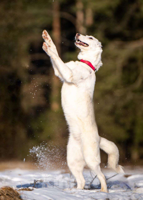 Собаки в Клине: Ванда — энергичная собачка Девочка, Бесплатно - фото 3