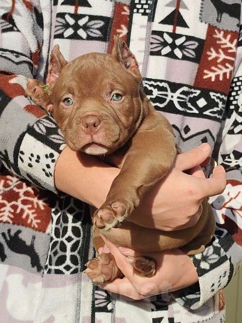 Собаки в других городах Краснодарского края: Американский Булли щенки Мальчик, 60 000 руб. - фото 6