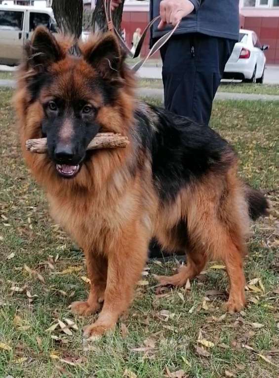 Собаки в Вологде: Яркий красавец 9 мес РКФ. Мальчик, Бесплатно - фото 3