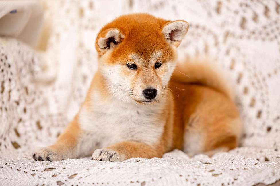 Собаки в Владимире: Девочка 2 мес сиба ину Девочка, Бесплатно - фото 2