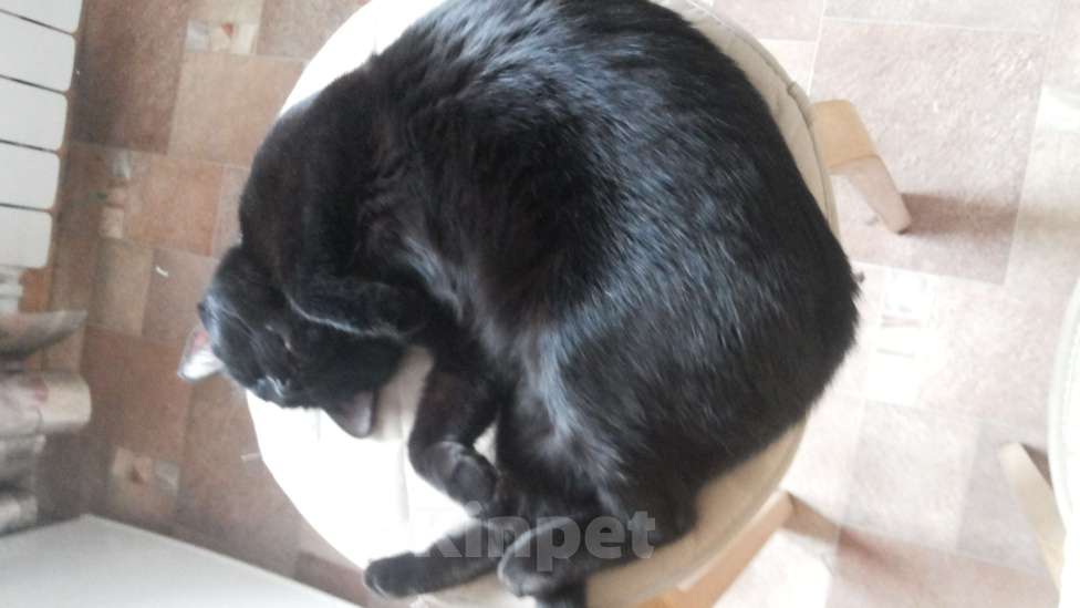 Кошки в других городах Тульской области: Отдам кошку в добрые руки Девочка, Бесплатно - фото 3