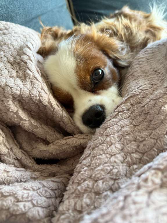 Собаки в Москве: Кавалер Кинг чарльз спаниель Мальчик, 15 000 руб. - фото 4