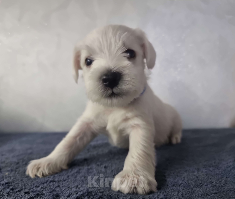 Собаки в Оренбурге: Щенки цвергшнауцера от титулованных родителей  Мальчик, Бесплатно - фото 1