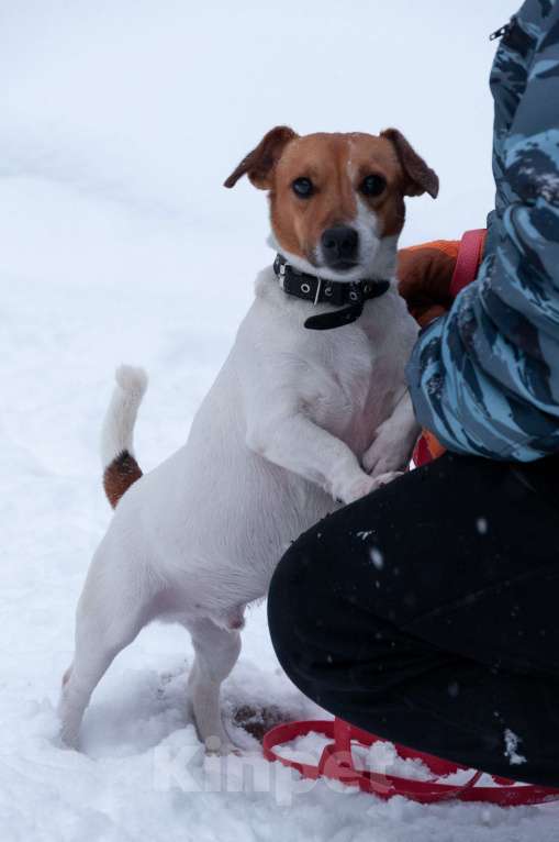 Собаки в Ногинске: Майло ждет свою семью в приюте Мальчик, Бесплатно - фото 8
