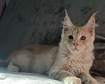 Кошки в Санкт-Петербурге: Мейн-кун котята от Чемпионов  Мальчик, 70 000 руб. - фото 2