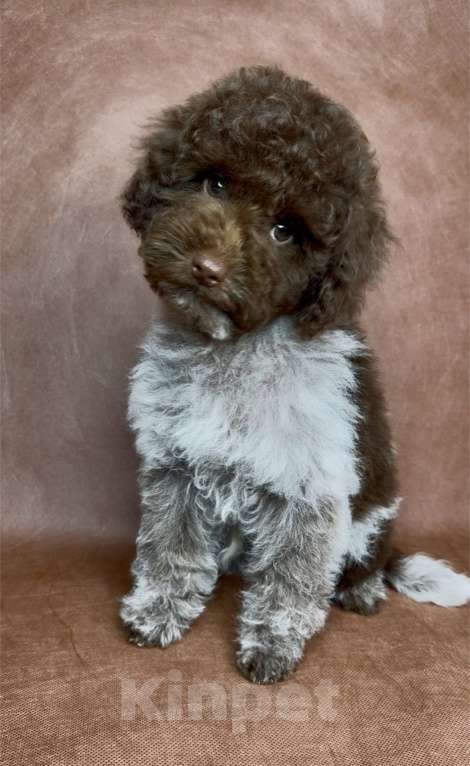 Собаки в Москве: Микс пуделя f2 Мальчик, Бесплатно - фото 2