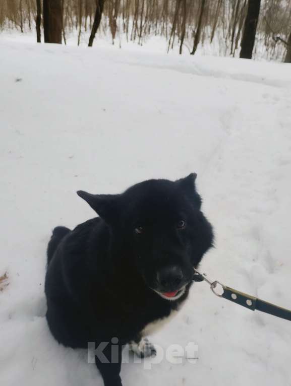 Собаки в Балашихе: Эдгар Мальчик, Бесплатно - фото 6