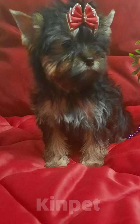 Собаки в Набережных Челнах: Ника,цветной йорк,девочка. Девочка, 45 000 руб. - фото 1