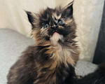 Кошки в Москве: Котята Мейн Кун Девочка, 25 000 руб. - фото 3