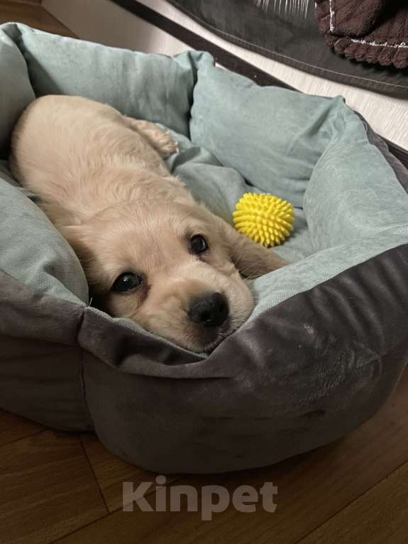 Собаки в Санкт-Петербурге: Продам щенка Английский Кокер спаниель  Мальчик, 40 000 руб. - фото 4