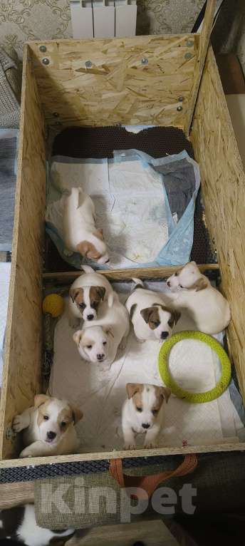 Собаки в Липецке: Порода : джек-рассел-терьер- Мальчик, Бесплатно - фото 9