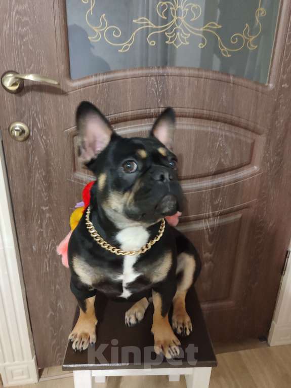 Собаки в других городах Астраханской области: Вязка французского бульдога Мальчик, Бесплатно - фото 9