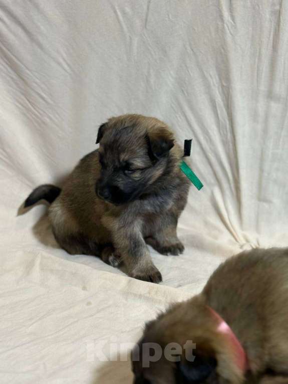 Собаки в Кировске: Ищем ответственных хозяев для замечательных щенят Мальчик, Бесплатно - фото 3