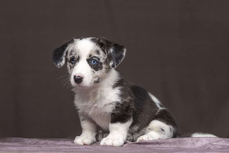Собаки в Видном: Щенки вельш корги кардиган  Девочка, 40 000 руб. - фото 3