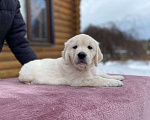 Собаки в Москве: Щенки золотистого ретривера Мальчик, 90 000 руб. - фото 1