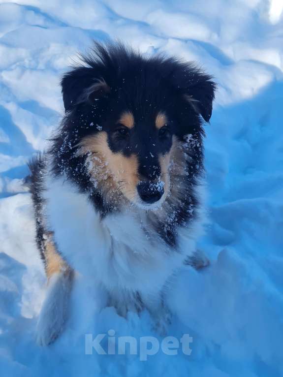 Собаки в Туле: Щенок Колли Длинношерстный Мальчик, 70 000 руб. - фото 4