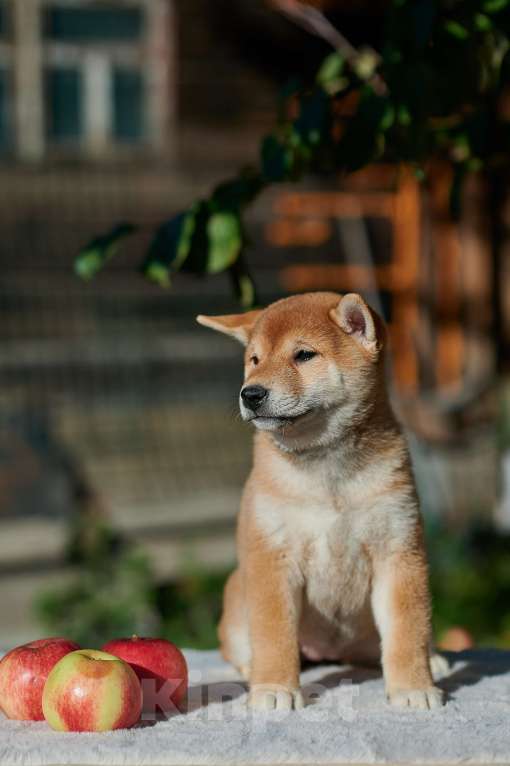 Собаки в Москве: Девочка сиба-ину РКФ  Девочка, 55 000 руб. - фото 1