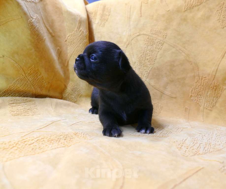 Собаки в Сарове: Очаровательная девочка чихуахуа  Девочка, 50 000 руб. - фото 3