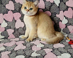Кошки в Малмыже: Золотые британские котята., 25 000 руб. - фото 5