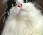 Кошки в Всеволожске: Красавица Ксюша, Бесплатно - фото 1