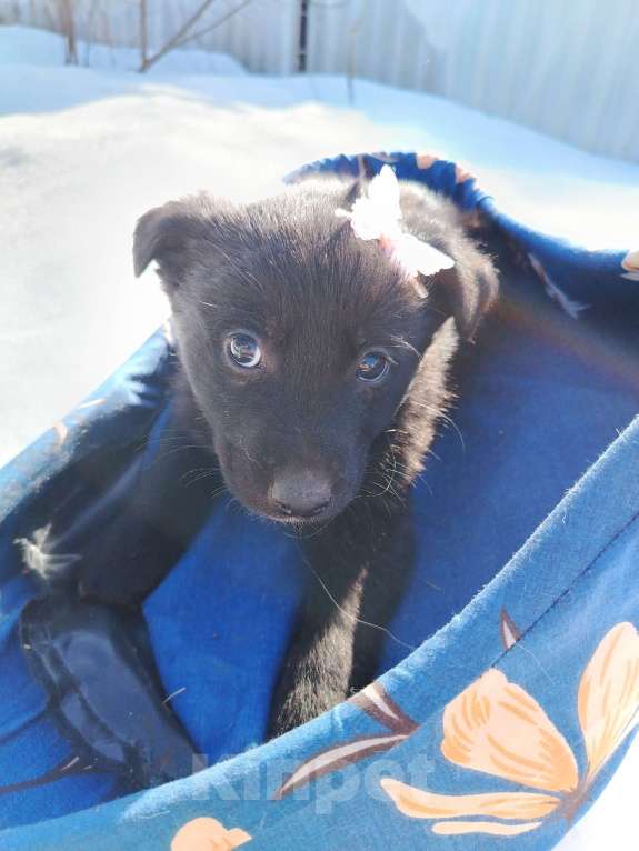 Собаки в других городах Московской области: Щенок 1,5-2 месяца девочка в добрые руки Девочка, Бесплатно - фото 3