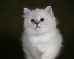 Кошки в Ростове-на-Дону: Котенок регдолл Девочка Девочка, Бесплатно - фото 1