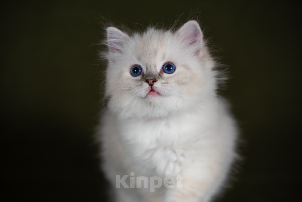 Кошки в Ростове-на-Дону: Котенок регдолл Девочка Девочка, Бесплатно - фото 1