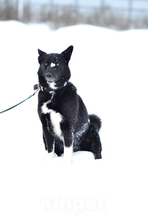 Собаки в Москве: Собака из приюта ждет семью Мальчик, Бесплатно - фото 3