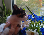 Кошки в Санкт-Петербурге: Котенок Сисиль Девочка, Бесплатно - фото 1