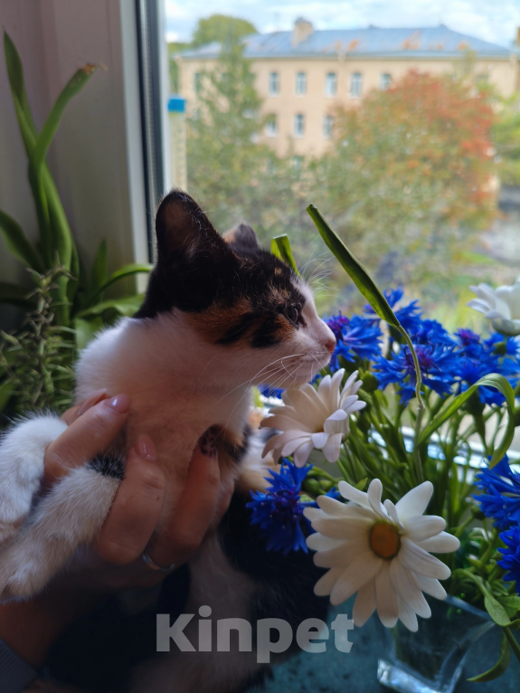 Кошки в Санкт-Петербурге: Котенок Сисиль Девочка, Бесплатно - фото 1