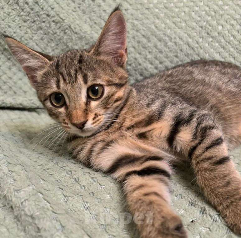 Кошки в Москве: Двухмесячный котенок Марсик Мальчик, Бесплатно - фото 3