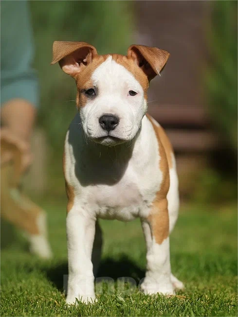 Собаки в Самаре: Породные щенки АСТ из питомника Мальчик, 40 000 руб. - фото 2