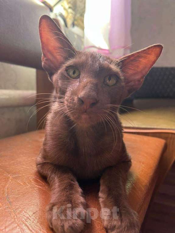 Кошки в Волгограде: Ориентальные котята  Мальчик, Бесплатно - фото 2