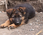 Собаки в Москве: Длинношерстный щенок немецкой овчарки к продаже Мальчик, 50 000 руб. - фото 1