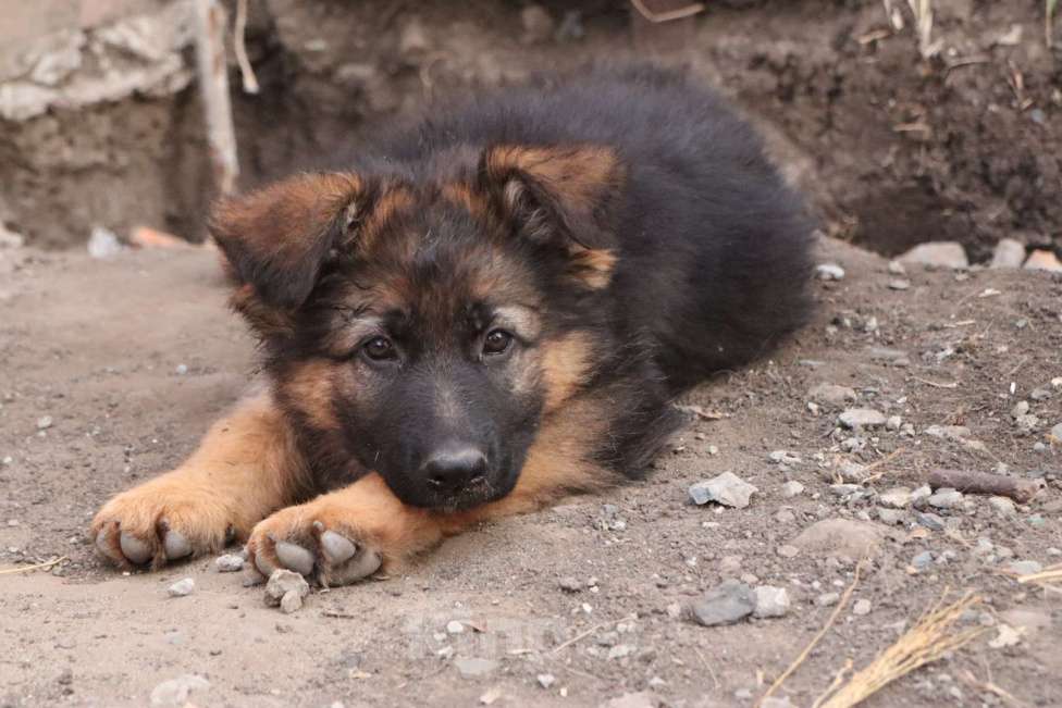Собаки в Москве: Длинношерстный щенок немецкой овчарки к продаже Мальчик, 50 000 руб. - фото 1