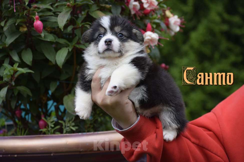 Собаки в Москве: Щенки Вельш Корги Пемброк Мальчик, 45 000 руб. - фото 1