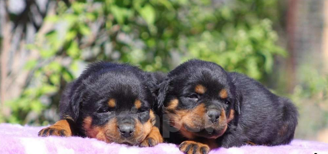 Собаки в Волгограде: Щенки Ротвейлера Мальчик, Бесплатно - фото 3