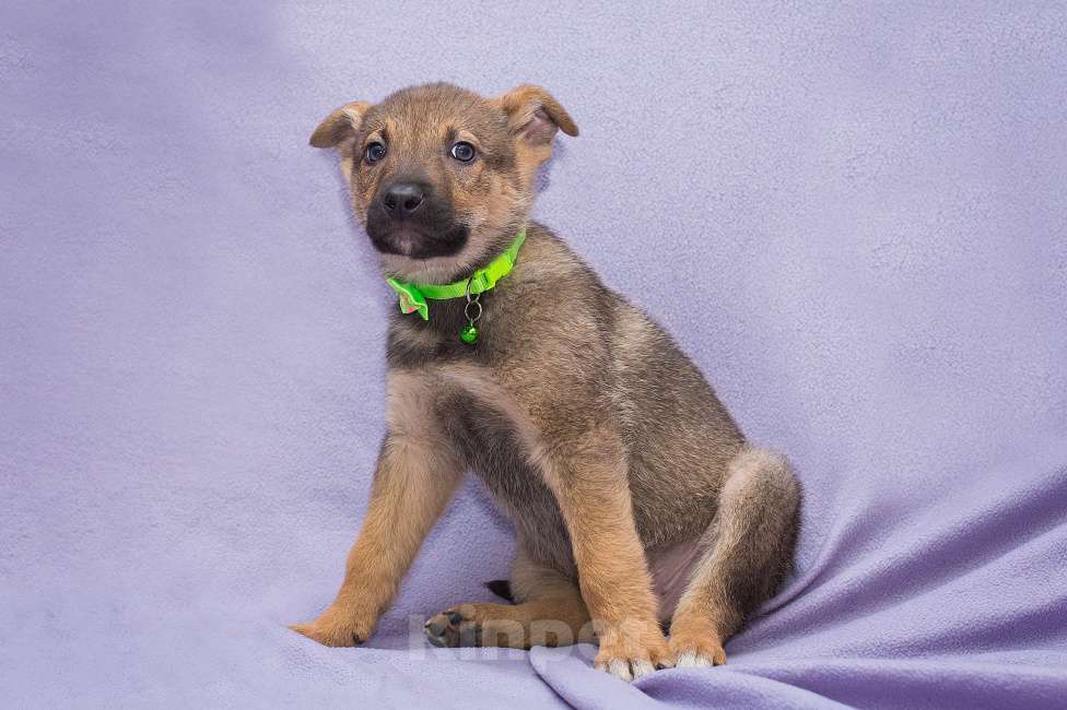 Собаки в Москве: Он не может быть ничей Мальчик, Бесплатно - фото 3