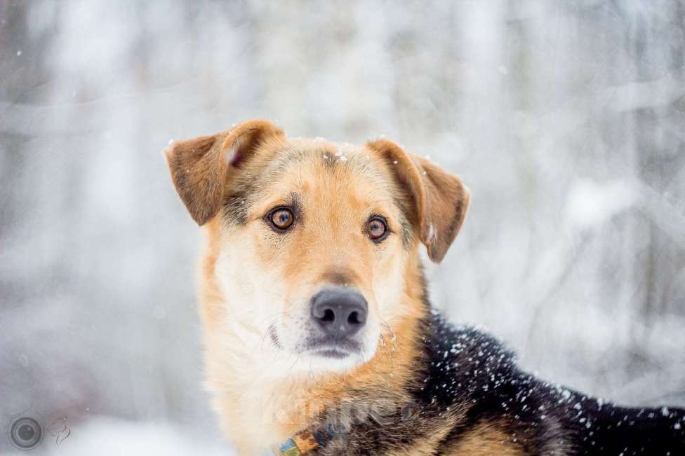Собаки в Москве: Джой Мальчик, Бесплатно - фото 17