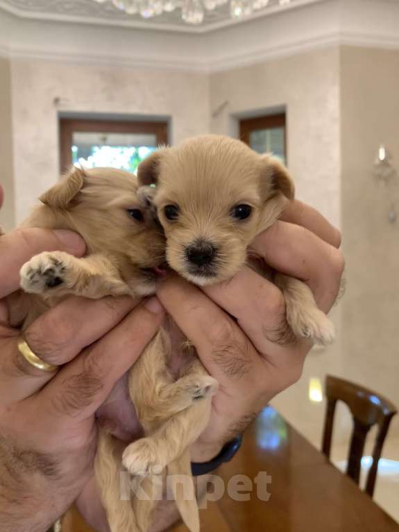 Собаки в Москве: Шикарные щенки  Мальтипу Мальчик, 190 000 руб. - фото 5