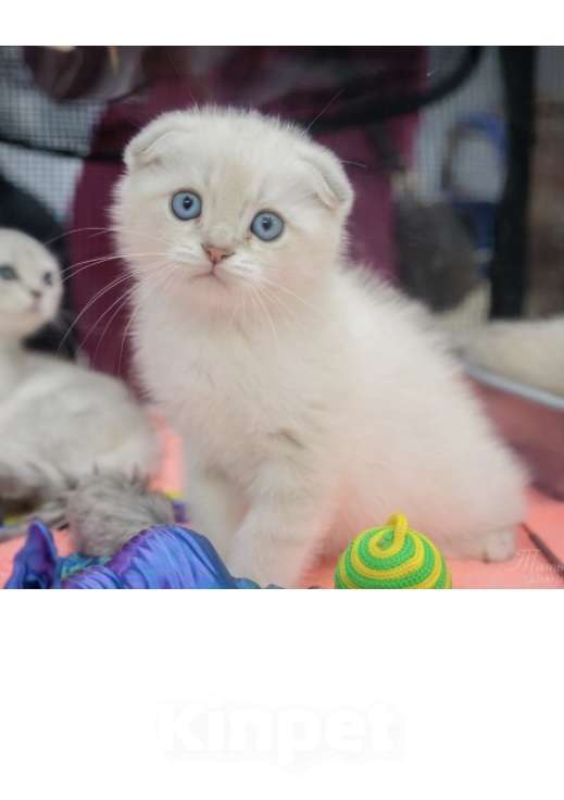 Кошки в Москве: Милаши Мальчик, 35 000 руб. - фото 2