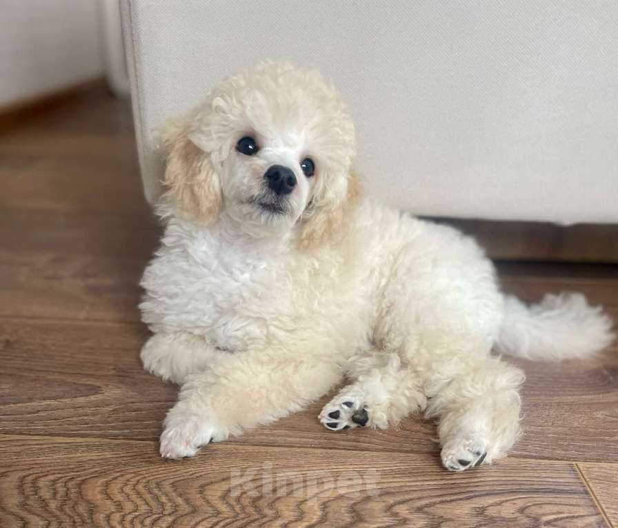 Собаки в других городах Московской области: Продается белый миниатюрный пудель  Мальчик, 150 000 руб. - фото 3