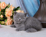 Кошки в Мурином: Британский котик голубого окраса (светлого оттенка) Мальчик, 38 000 руб. - фото 6
