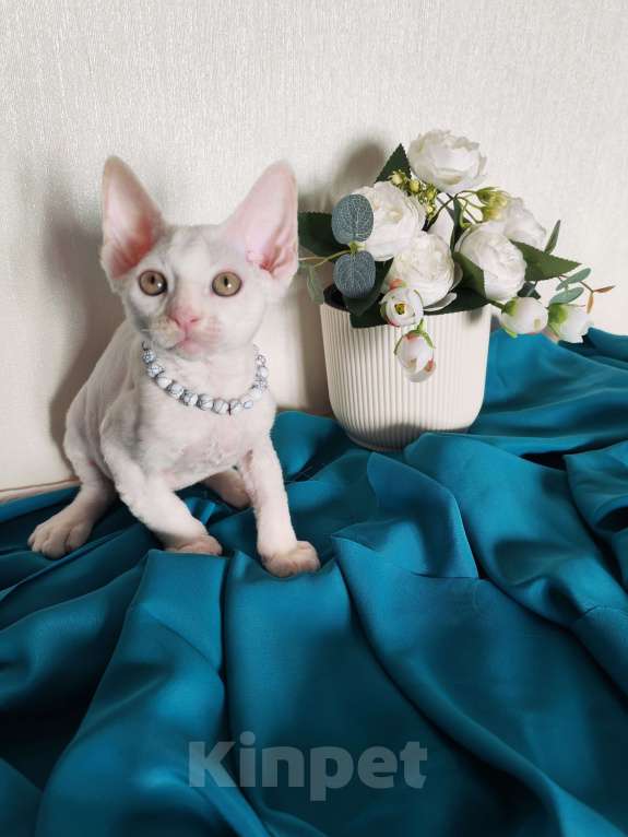 Кошки в Горячем Ключе: Девон Рекс котенок белый мальчик Мальчик, 50 000 руб. - фото 2