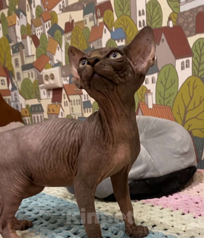 Кошки в Москве: Топовый харизматичный канадец Мальчик, 35 000 руб. - фото 4