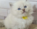 Кошки в других городах Ставропольского края: Котята невские маскарадные Мальчик, 40 000 руб. - фото 3