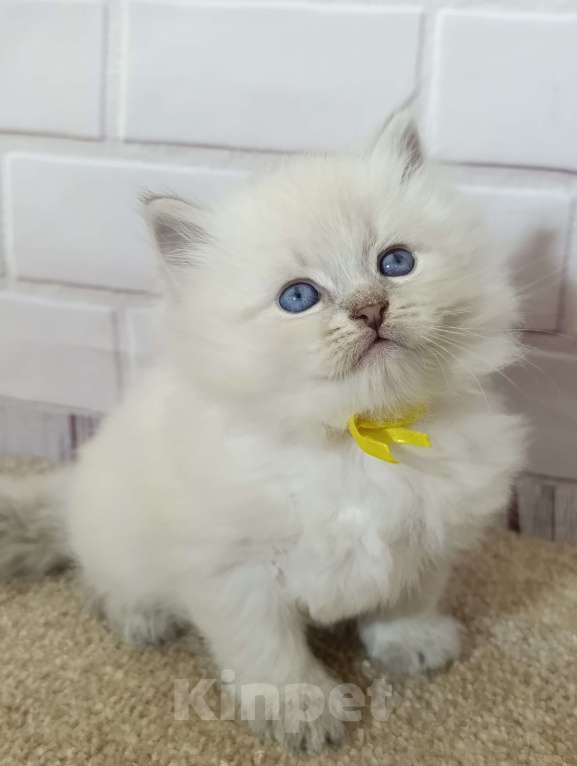 Кошки в других городах Ставропольского края: Котята невские маскарадные Мальчик, 40 000 руб. - фото 3