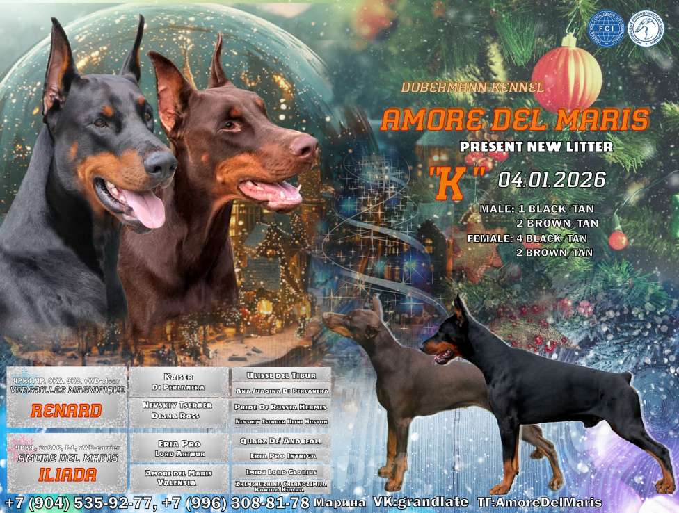 Собаки в Белгороде: Породные щенки добермана Девочка, 90 000 руб. - фото 8